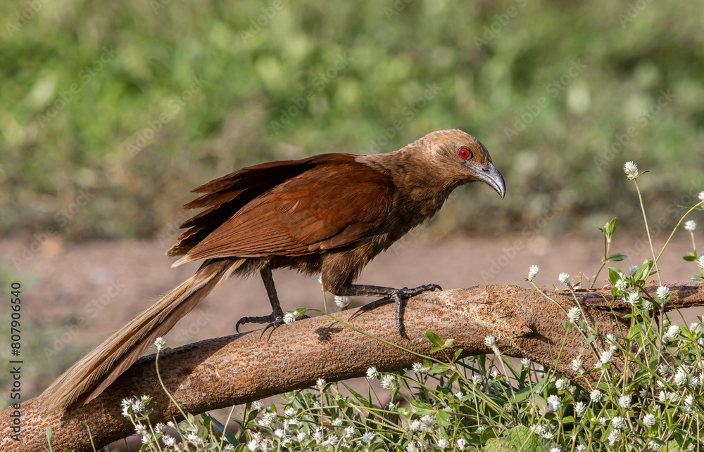 Andaman coucal close up shot animal portrait.
