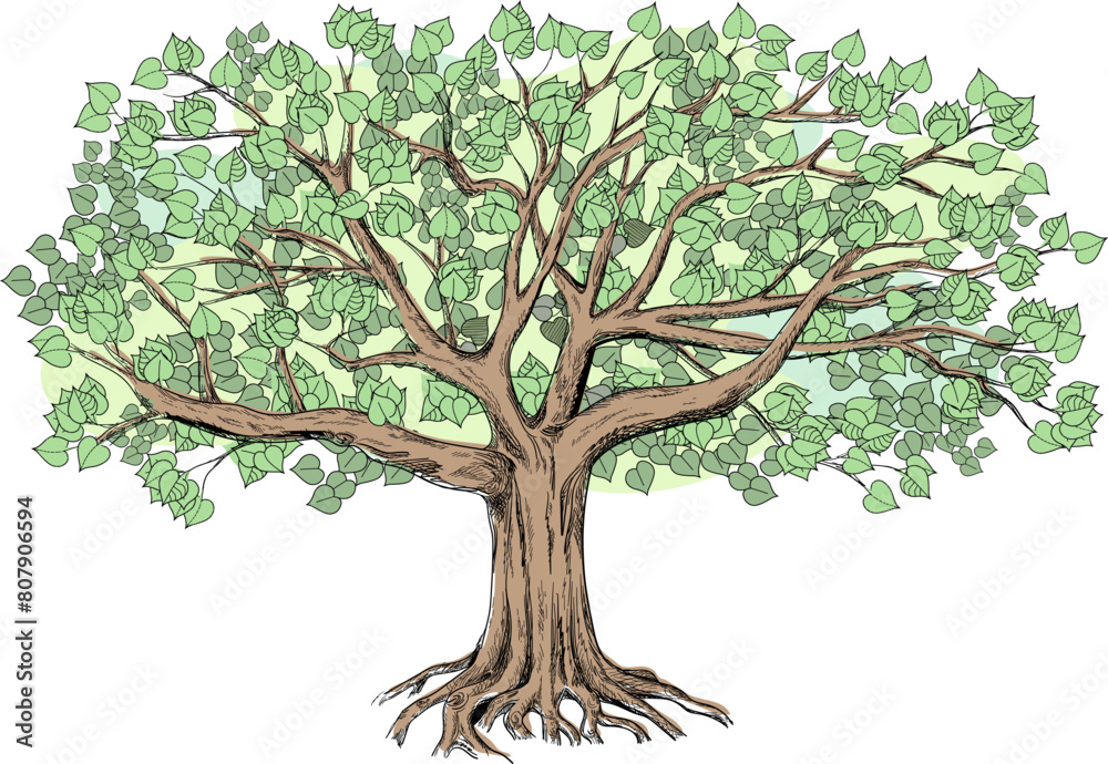 Fototapeta premium Green linden with a large green crown. Big vector illustration can be used for design like genealogical family tree. 