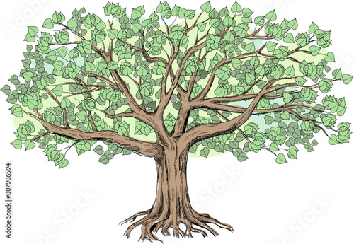 Green linden with a large green crown. Big vector illustration  can be used for design like genealogical family tree. 