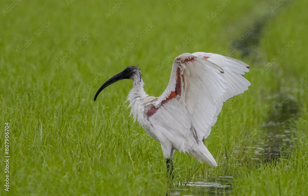 Black-headed Ibis .Bathing in a rice field furrow.