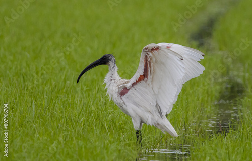 Obraz na płótnie Black-headed Ibis .Bathing in a rice field furrow. w salonie