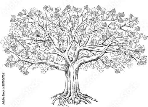 Linden with a large crown. Big vector illustration can be used for design like genealogical family tree. 