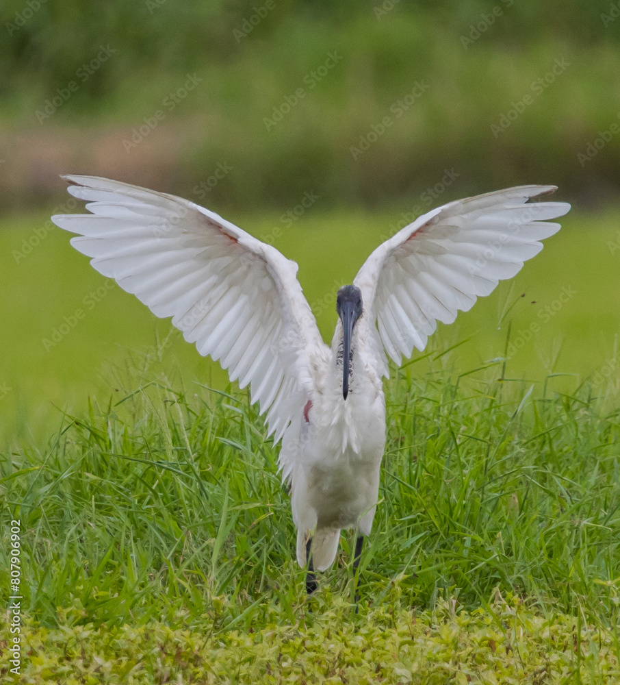 Black-headed Ibis .Bathing in a rice field furrow.