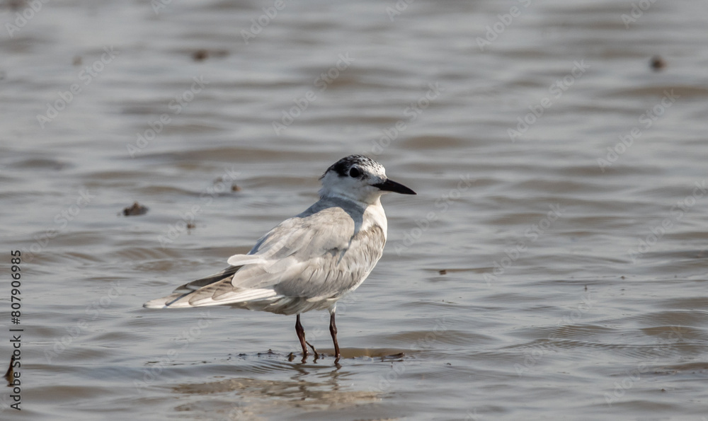 Whiskered Tern on the ground animal portrait. Whiskered Tern on the ground animal portrait.