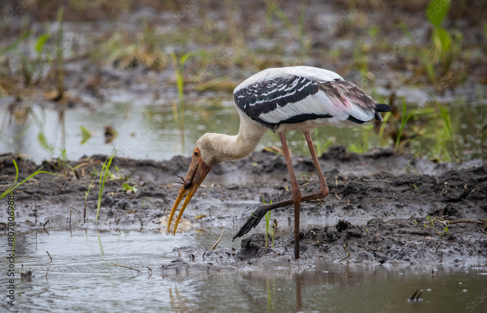 Painted Stork on the ground animal portrait.