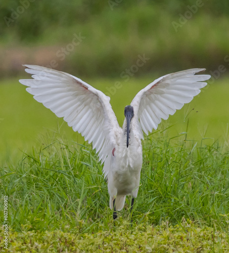 Obraz na płótnie Black-headed Ibis .Bathing in a rice field furrow. w salonie