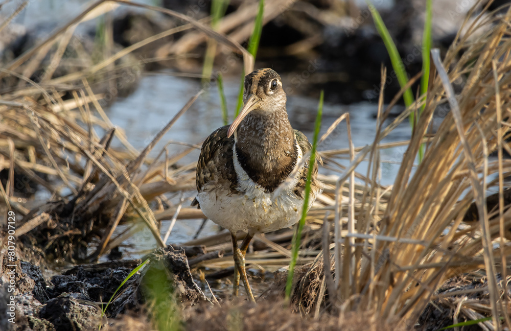 greater painted-snipe on the ground close up shot ( Animal portrait ).
