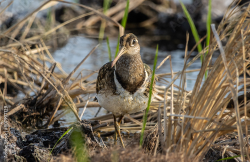 Obraz na płótnie greater painted-snipe on the ground close up shot ( Animal portrait ). w salonie