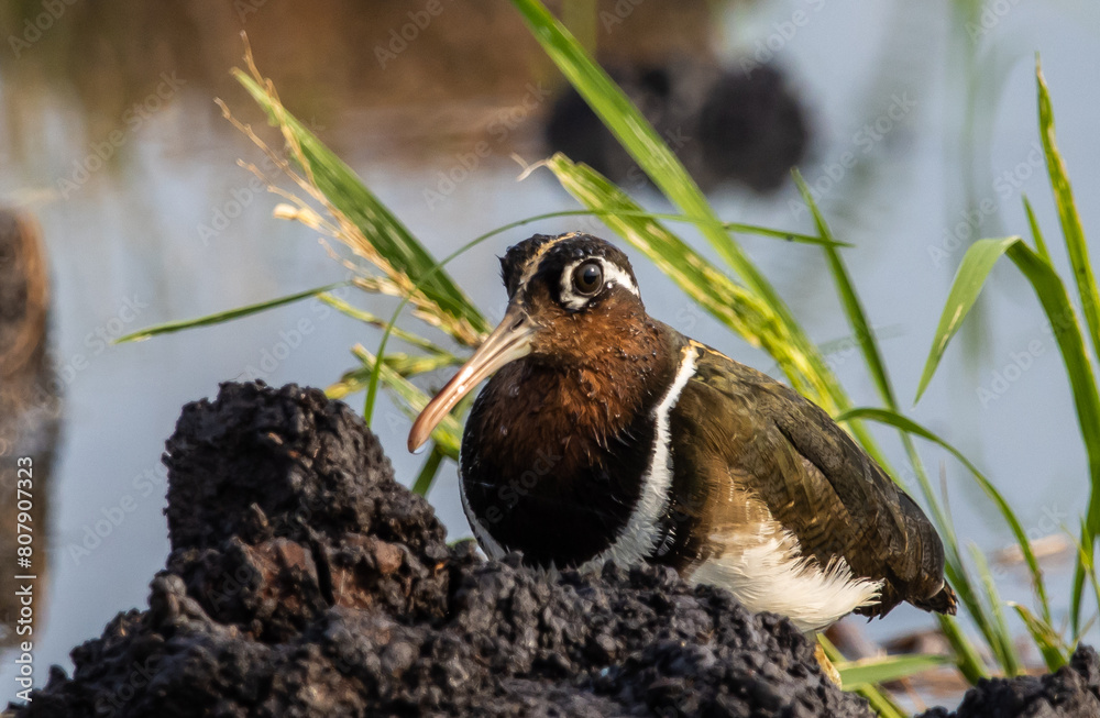 greater painted-snipe on the ground close up shot ( Animal portrait ).