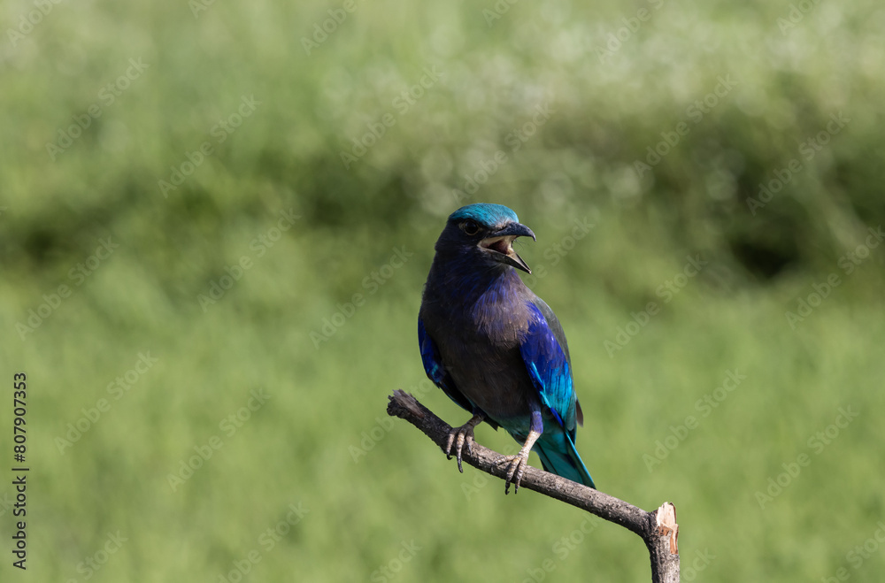 Indochinese roller close up shot animal portrait.