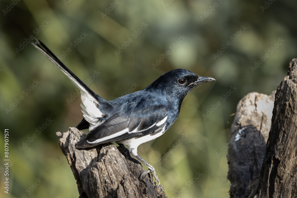 Oriental magpie robin on dly branch close up shot.