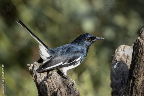 Obraz na płótnie Oriental magpie robin on dly branch close up shot. w salonie