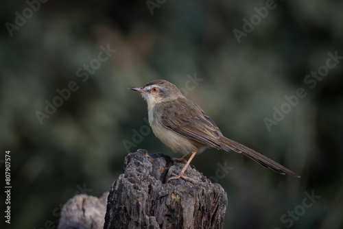 Obraz na płótnie Plain Prinia on the branch animal portrait. w salonie