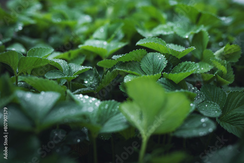 Water drops on strawberry leaves. Natural background with fresh green garden strawberry plant leaves in rainy day