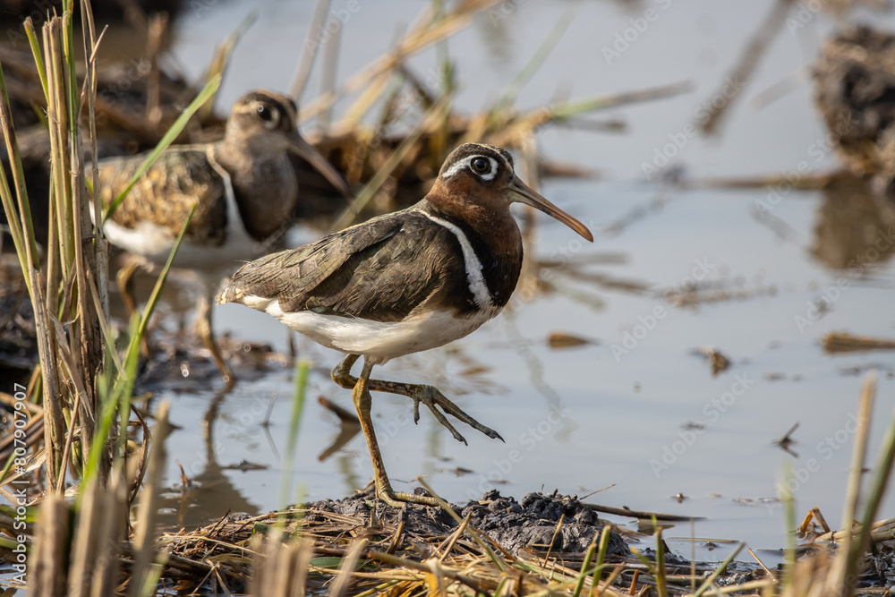 Greater Painted-snipe on the ground close up shot ( Animal portrait ).