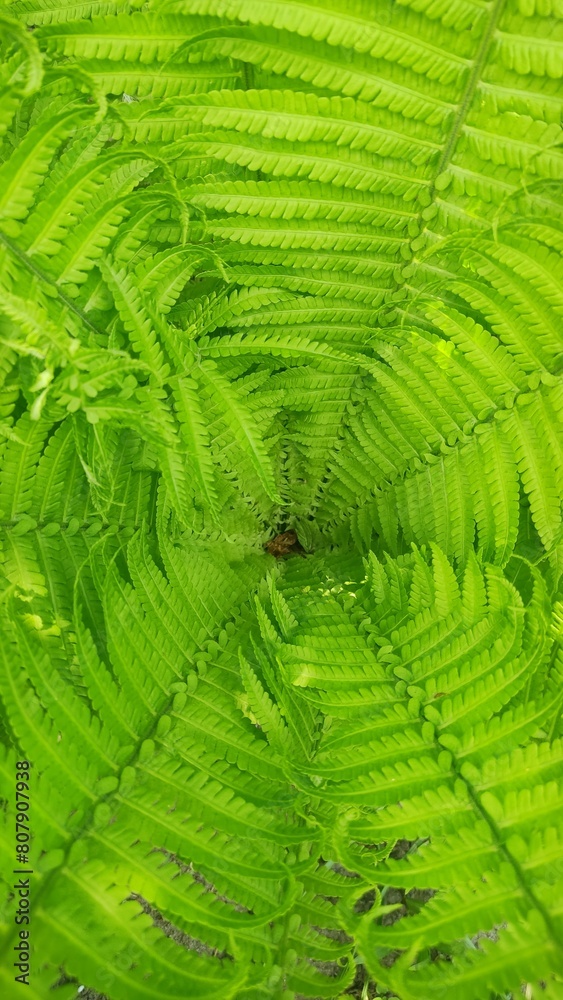 fern, fern bush, bright color fern leaves, photo of plants on a sunny day, background for photo fern, fern bush, bright color fern leaves, photo of plants on a sunny day, background for photo