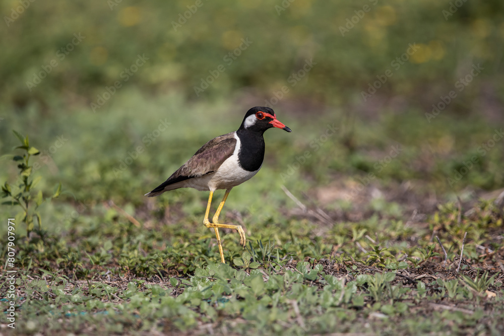 Red-wattled Lapwing on ground animal portrait.