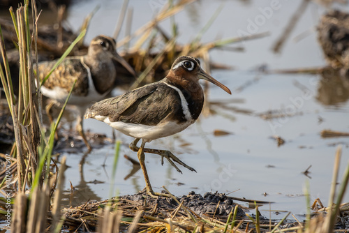 Obraz na płótnie Greater Painted-snipe on the ground close up shot ( Animal portrait ). w salonie