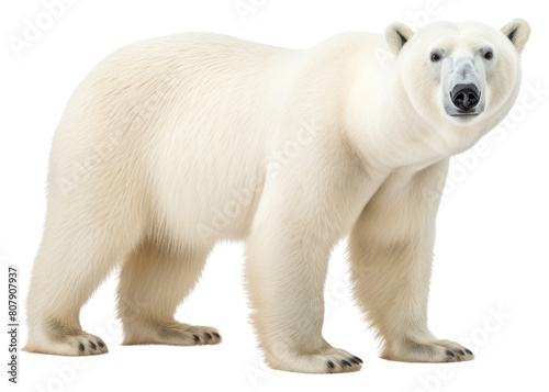 PNG Polar bear wildlife mammal animal.