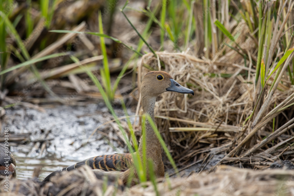 Lesser Whistling Duck on the ground animal portrait.