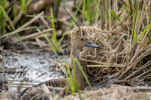 Obraz na płótnie Lesser Whistling Duck on the ground animal portrait. w salonie
