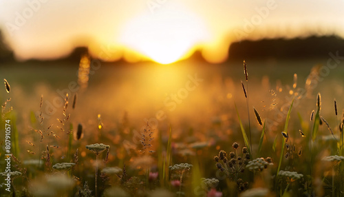A foreground filled with wildflowers and grass  backlit by the golden light of the setting sun