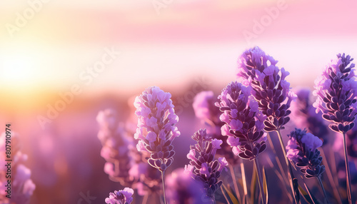 A field of purple flowers with a bright sun in the background