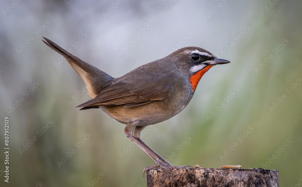 Siberian Rubythroat animal portrait close up shot.