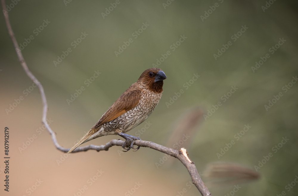 Scaly- breasted Munia on the branch animal portrait.