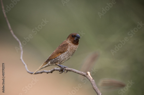 Obraz na płótnie Scaly- breasted Munia on the branch animal portrait. w salonie