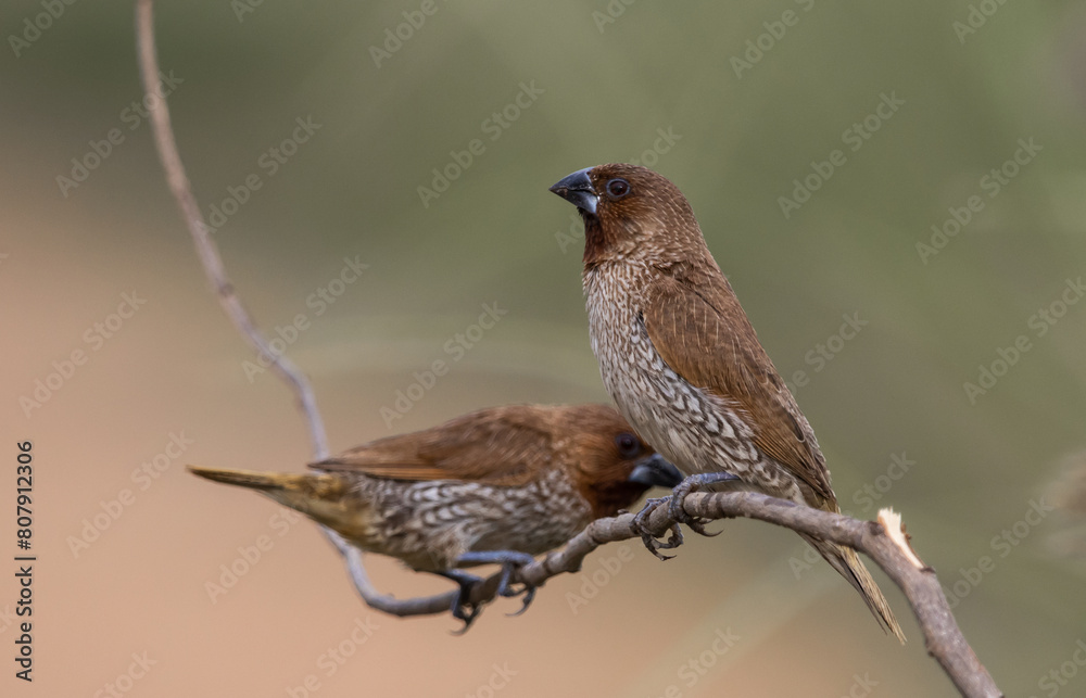 Scaly- breasted Munia on the branch animal portrait.