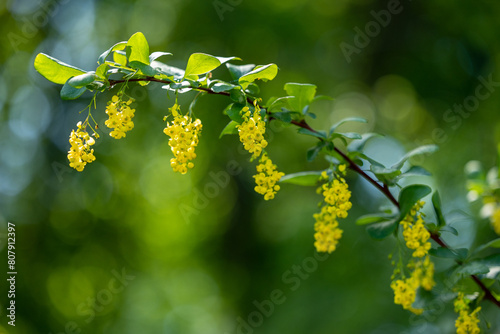 Branch of a bush with yellow flowers against a background of green plants