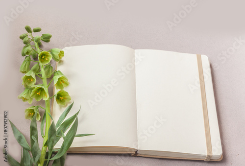 Blooming fritillaria persica 'Ivory Bells' and open sketchbook with blank pages