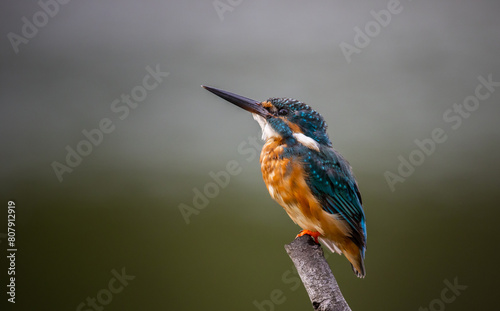 Common kingfisher on the branch tree animal portrait. © photonewman