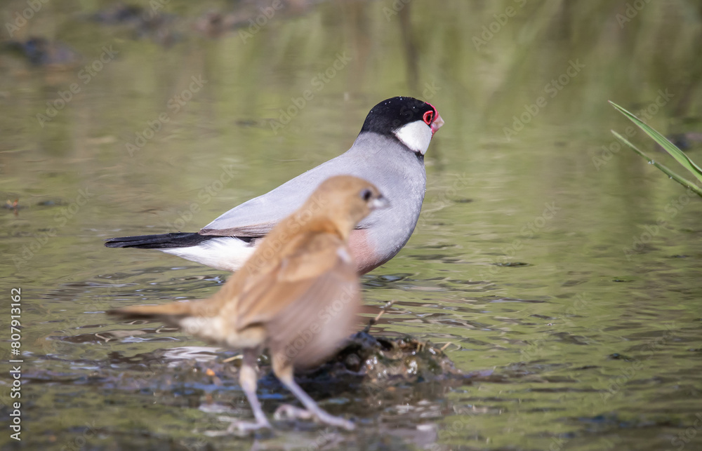 Java sparrow on the ground animal portrait.