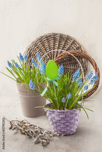 Blue muscari in a basket and willow branches on a gray background