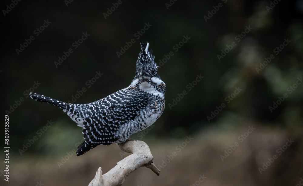 Crested Kingfisher on the branch at Chiang Dao District Chiangmai Province Thailand ( animal portrait ).