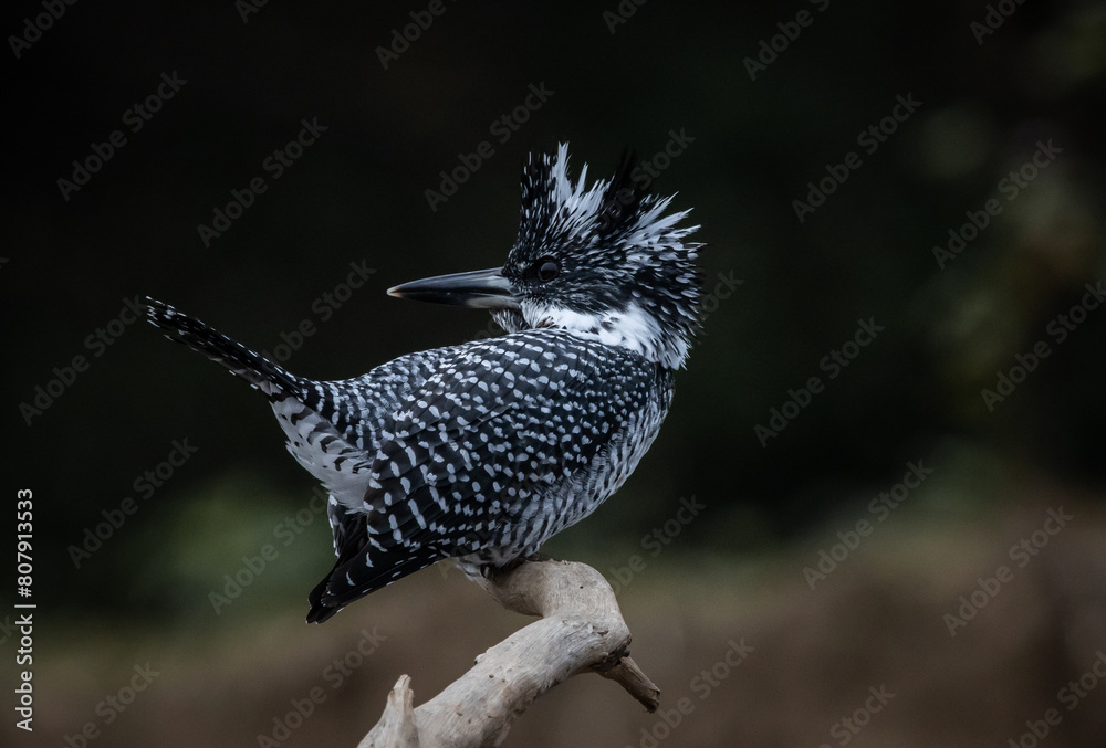 Crested Kingfisher on the branch at Chiang Dao District Chiangmai Province Thailand ( animal portrait ).