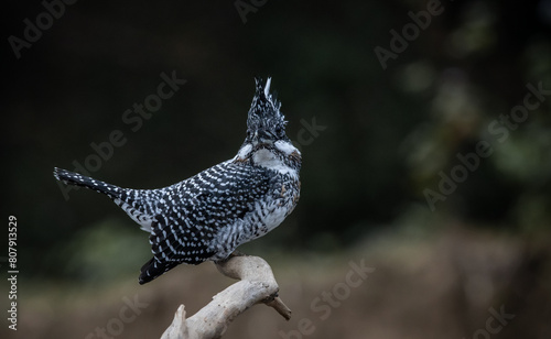 Obraz na płótnie Crested Kingfisher on the branch at Chiang Dao District Chiangmai Province Thailand ( animal portrait ). w salonie