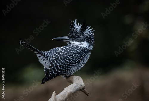  Crested Kingfisher on the branch at Chiang Dao District Chiangmai Province Thailand ( animal portrait ).