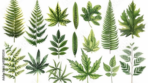 illustration of leafy plants on a isolated background