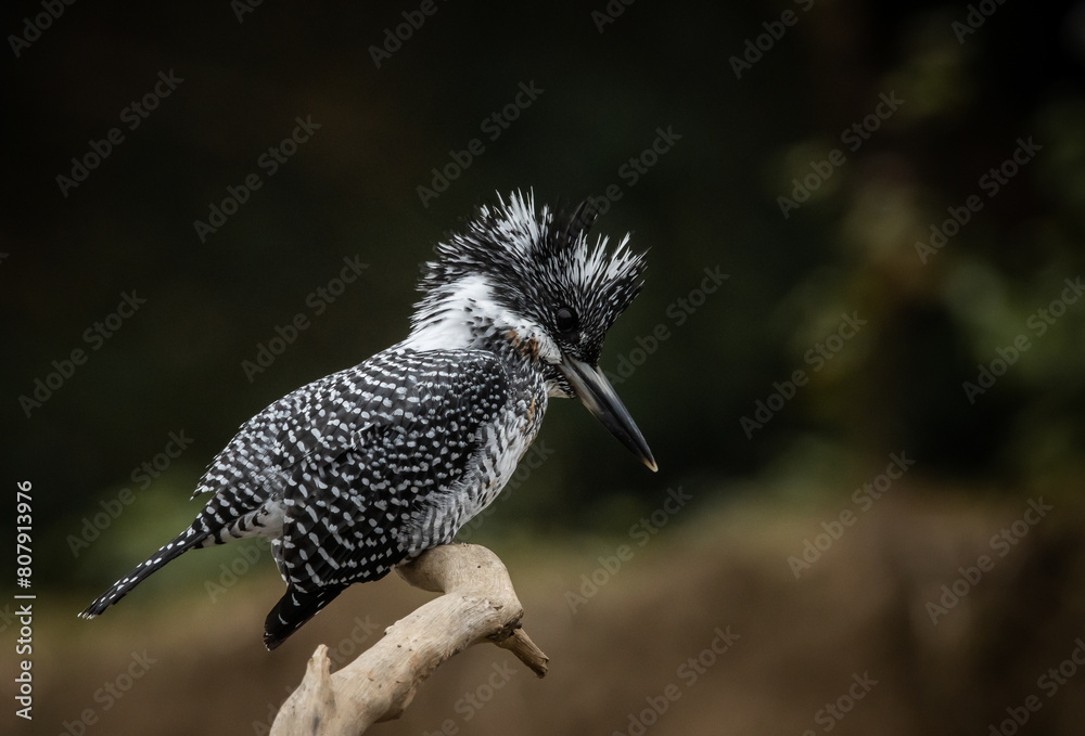 Crested Kingfisher on the branch at Chiang Dao District Chiangmai Province Thailand ( animal portrait ).