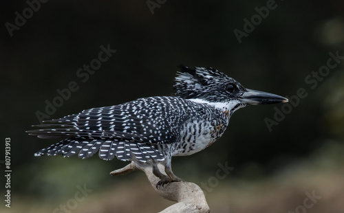  Crested Kingfisher on the branch at Chiang Dao District Chiangmai Province Thailand ( animal portrait ). photo