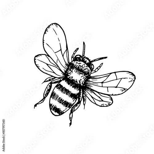 Vector cute bumblebee. Hand painted linear insects. Graphic clipart isolated on background. Botanical and wedding illustration. For designers, invitations, decoration, postcards, wr