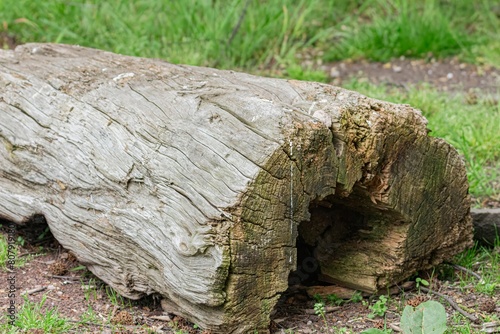 tree trunk