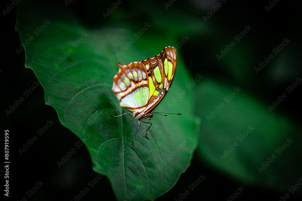 Colorful butterfly in the tropical garden