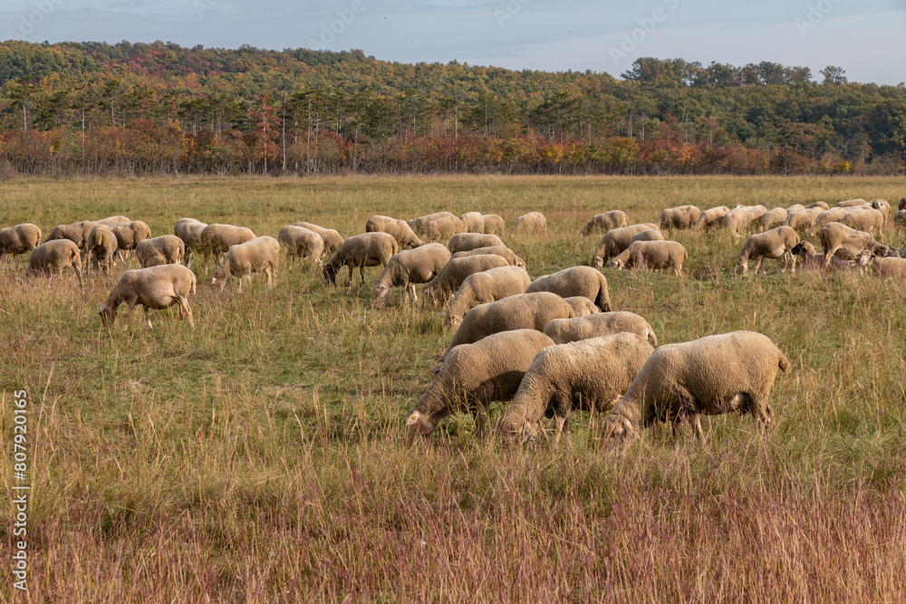 Flock of sheep in the pasture. Flock of sheep in the pasture.