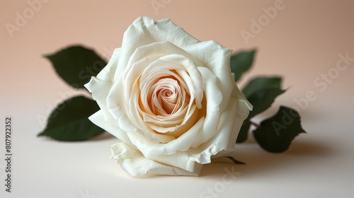 pure white rose close - up on a pink background
