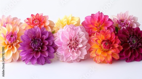 radiant dahlia flowers in various shades of pink  yellow  and purple arranged in a row on a isolated background