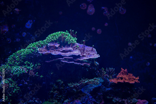 Reef tank with coral and colorful fishes